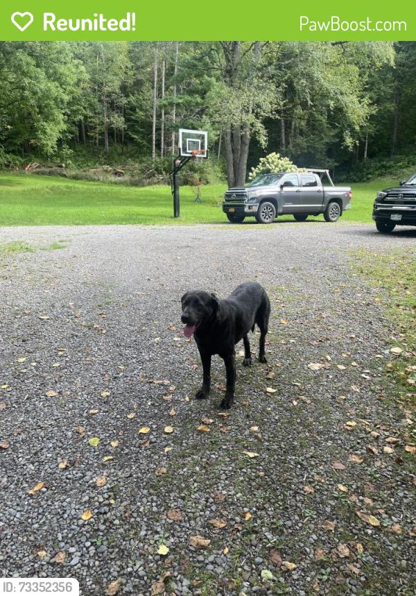 Reunited Female Dog last seen County Route 110, Broadalbin, NY 12025