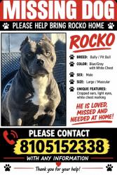 Lost Male Dog last seen Dort & Hemphill, Burton, MI 48529