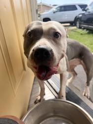 Reunited Female Dog last seen Donax, San Diego, CA 92154