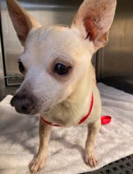 Shelter Stray Male Dog last seen , 600 Aviation Dr, Camarillo, CA 93010, USA