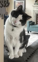 Lost Male Cat last seen Beck and warren, Canton Township, MI 48187