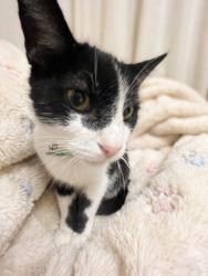Shelter Stray Male Cat last seen , 957 N Gaffey St, San Pedro, CA 90731, USA