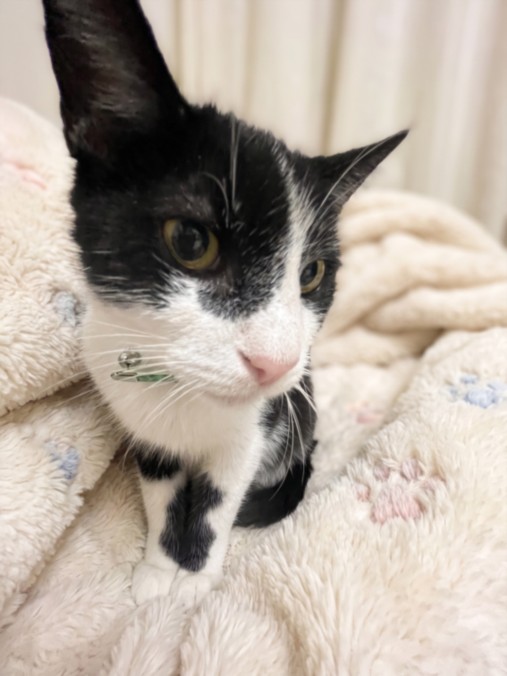 Shelter Stray Male Cat last seen , 957 N Gaffey St, San Pedro, CA 90731, USA