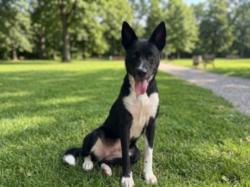 Shelter Stray Female Dog last seen , 957 N Gaffey St, San Pedro, CA 90731, USA