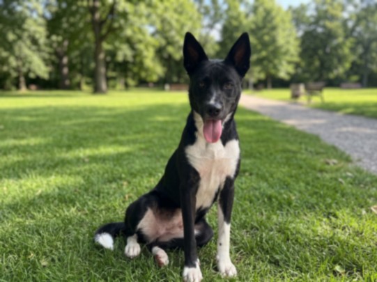 Shelter Stray Female Dog last seen , 957 N Gaffey St, San Pedro, CA 90731, USA