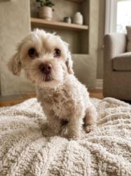 Shelter Stray Male Dog last seen , 957 N Gaffey St, San Pedro, CA 90731, USA