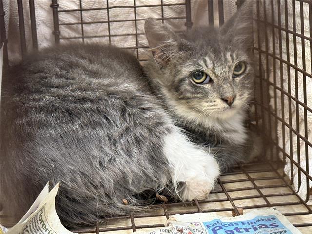 Shelter Stray Male Cat last seen , 957 N Gaffey St, San Pedro, CA 90731, USA
