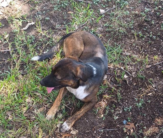 Shelter Stray Male Dog last seen , 4710 TX-151, San Antonio, TX 78227, USA