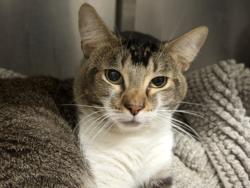 Shelter Stray Male Cat last seen , 1850 W 60th St, Los Angeles, CA 90047, USA