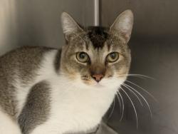 Shelter Stray Male Cat last seen , 1850 W 60th St, Los Angeles, CA 90047, USA