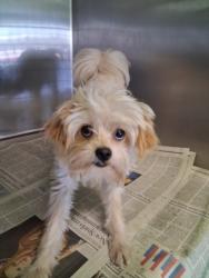 Shelter Stray Male Dog last seen , 1850 W 60th St, Los Angeles, CA 90047, USA