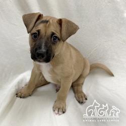 Shelter Stray Male Dog last seen WALNUT AVE/YALE AVE, 92604, 6443 Oak Canyon, Irvine, CA 92618, USA