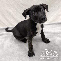 Shelter Stray Female Dog last seen WALNUT AVE/YALE AVE, 92604, 6443 Oak Canyon, Irvine, CA 92618, USA