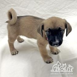 Shelter Stray Female Dog last seen WALNUT AVE/YALE AVE, 92604, 6443 Oak Canyon, Irvine, CA 92618, USA