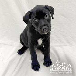 Shelter Stray Male Dog last seen WALNUT AVE/YALE AVE, 92604, 6443 Oak Canyon, Irvine, CA 92618, USA