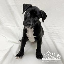 Shelter Stray Male Dog last seen WALNUT AVE/YALE AVE, 92604, 6443 Oak Canyon, Irvine, CA 92618, USA