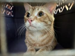 Shelter Stray Male Cat last seen Near BLOCK NW 188TH ST, 2811 SE 29th St, Oklahoma City, OK 73129, USA