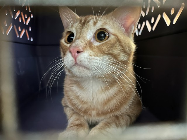 Shelter Stray Male Cat last seen Near BLOCK NW 188TH ST, 2811 SE 29th St, Oklahoma City, OK 73129, USA