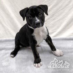 Shelter Stray Male Dog last seen WALNUT AVE/YALE AVE, 92604, 6443 Oak Canyon, Irvine, CA 92618, USA