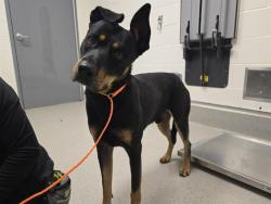 Shelter Stray Male Dog last seen PENRYN RD, 11232 B Ave, Auburn, CA 95603, USA