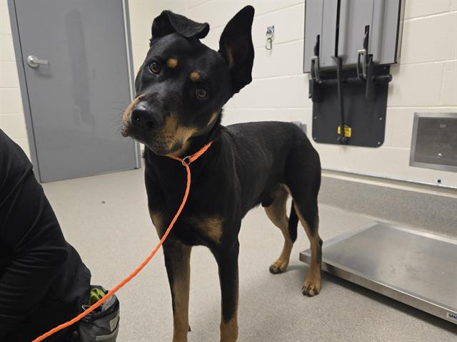 Shelter Stray Male Dog last seen PENRYN RD, 11232 B Ave, Auburn, CA 95603, USA