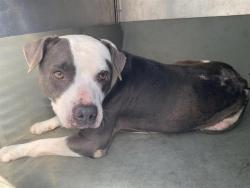 Shelter Stray Male Dog last seen KEMBLE ST & MUIR WAY, 2127 Front St, Sacramento, CA 95818, USA