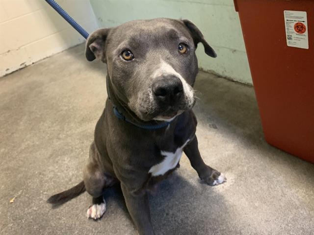 Shelter Stray Female Dog last seen KEMBLE ST & MUIR WAY, 2127 Front St, Sacramento, CA 95818, USA