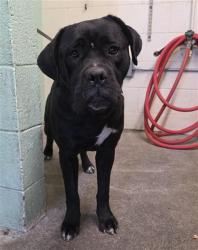 Shelter Stray Female Dog last seen RIO LINDA BLVD & GRAND AVE, 2127 Front St, Sacramento, CA 95818, USA