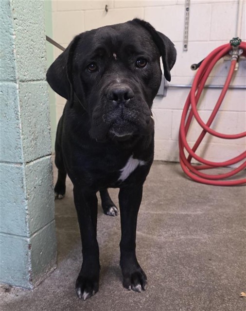 Shelter Stray Female Dog last seen RIO LINDA BLVD & GRAND AVE, 2127 Front St, Sacramento, CA 95818, USA