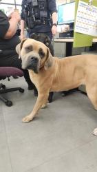 Shelter Stray Female Dog last seen RIO LINDA BLVD & GRAND AVE, 2127 Front St, Sacramento, CA 95818, USA