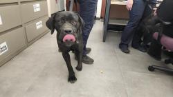 Shelter Stray Female Dog last seen RIO LINDA BLVD & GRAND AVE, 2127 Front St, Sacramento, CA 95818, USA