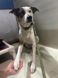 Shelter Stray Female Dog last seen ENGER ST, BAKERSFIELD CA 93312, 3951 Fruitvale Ave, Bakersfield, CA 93308, USA