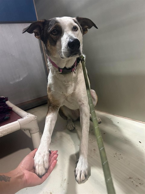 Shelter Stray Female Dog last seen ENGER ST, BAKERSFIELD CA 93312, 3951 Fruitvale Ave, Bakersfield, CA 93308, USA