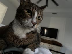 Lost Male Cat last seen Near ne 60th st, Fort Lauderdale, FL 33308