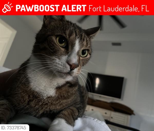 Lost Male Cat last seen Near ne 60th st, Fort Lauderdale, FL 33308
