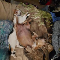 Reunited Female Dog last seen Near Lipscomb Street, Fort Worth, TX 76110