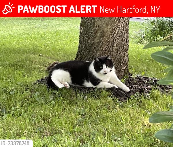 Lost Male Cat last seen Slaytonbush Lane, New Hartford, NY 13413