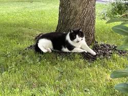 Lost Male Cat last seen Slaytonbush Lane, New Hartford, NY 13413