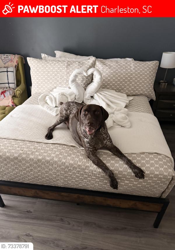Lost Male Dog last seen In Coosaw Creek neighborhood, Charleston, SC 29420