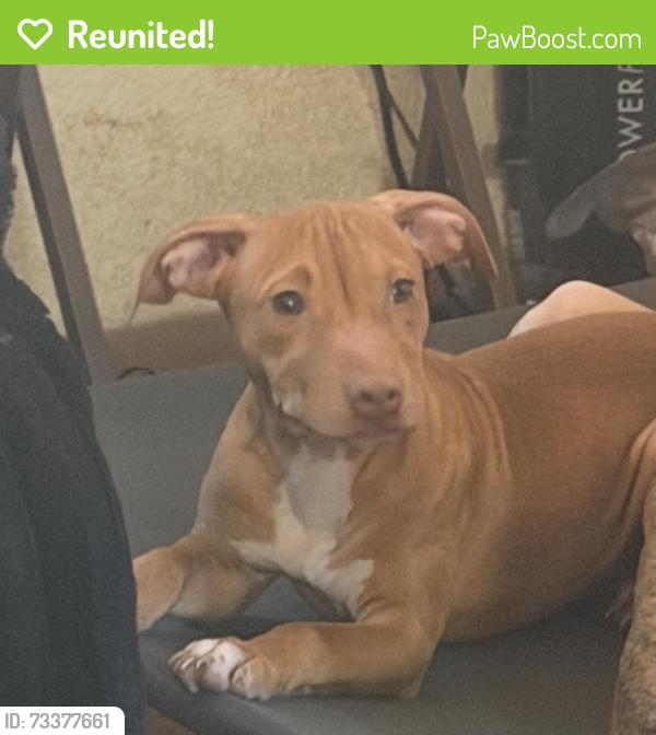 Reunited Female Dog last seen old auburn and sunrise, Citrus Heights, CA 95610