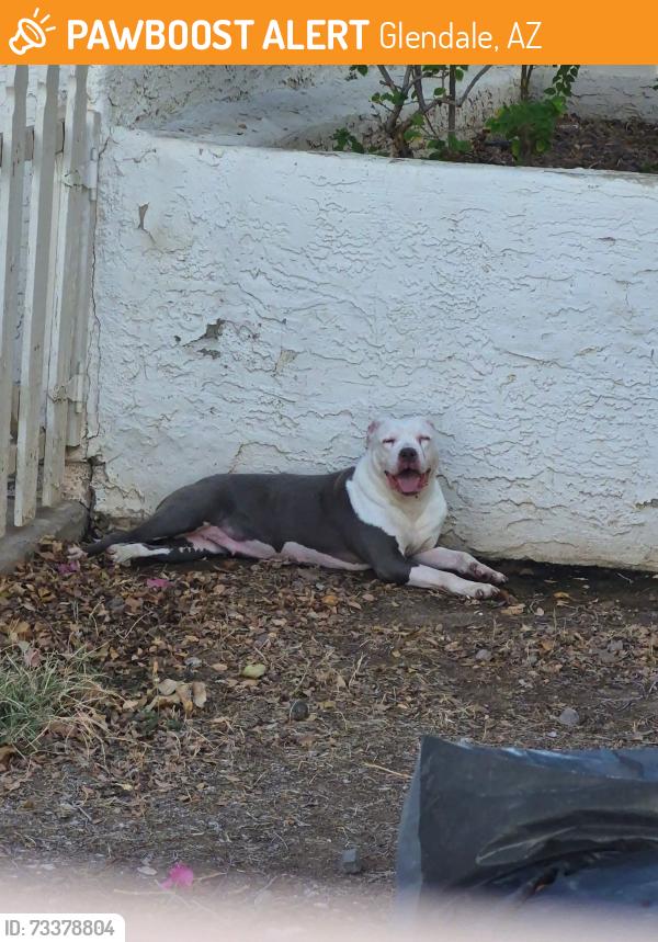 Found/Stray Unknown Dog last seen 61st ave and royal Palm Road, Glendale, AZ 85302