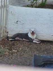 Found/Stray Unknown Dog last seen 61st ave and royal Palm Road, Glendale, AZ 85302