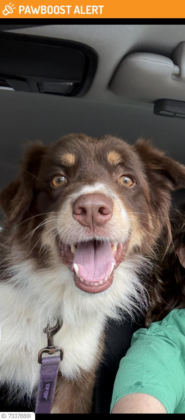 Found/Stray Male Dog last seen Red Oak Crossing, Buncombe County, NC 28701
