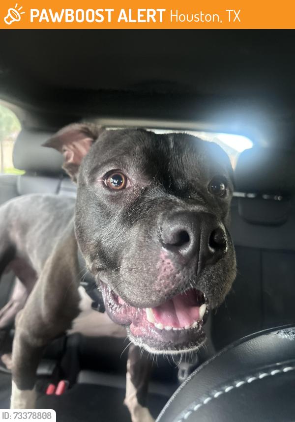 Found/Stray Male Dog last seen Riverstone Ranch Dr, Houston, TX 77089