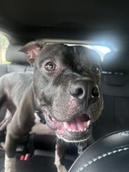 Found/Stray Male Dog last seen Riverstone Ranch Dr, Houston, TX 77089