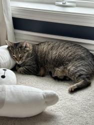 Lost Male Cat last seen Moorsbridge Road 12th Hole of The Moors Golf Course, Portage, MI 49024