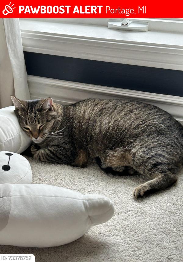 Lost Male Cat last seen Moorsbridge Road 12th Hole of The Moors Golf Course, Portage, MI 49024