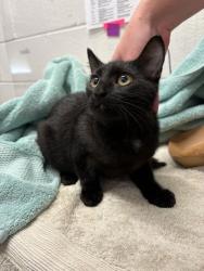 Shelter Stray Female Cat last seen Near N. Dukeland, 21216, MD, 2490 Giles Rd, Baltimore, MD 21225, USA