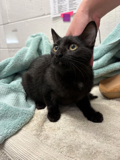 Shelter Stray Female Cat last seen Near N. Dukeland, 21216, MD, 2490 Giles Rd, Baltimore, MD 21225, USA
