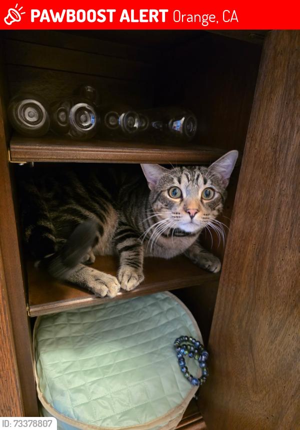 Lost Male Cat last seen Earlham and Jordan, Orange, CA 92869